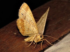 Isturgia catalaunaria
