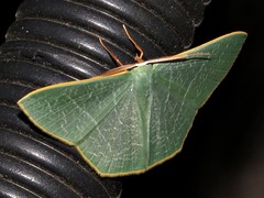 Thalassodes quadraria