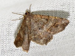 Chiasmia confuscata
