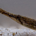 Syngnathus fuscus - Photo (c) Eric Heupel, algunos derechos reservados (CC BY-NC)