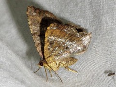 Chiasmia confuscata