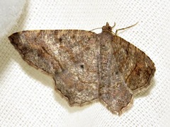 Chiasmia confuscata