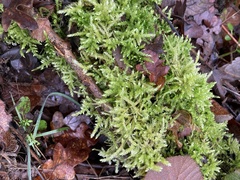 Brachythecium rutabulum