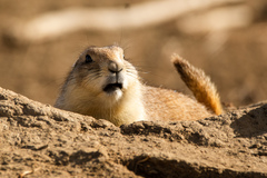 Cynomys ludovicianus