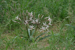 Nerine laticoma