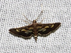 Syngamia