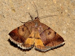 Plecopterodes moderata