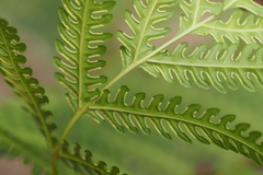Pteris wallichiana