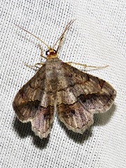 Chiasmia johnstoni
