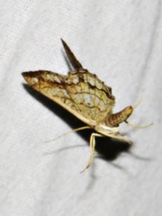 Chiasmia johnstoni