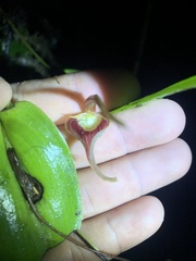 Pleurothallis ruberrima