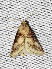 Zitha allutalis