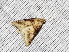 Zitha allutalis