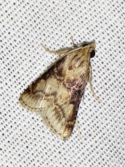 Zitha allutalis