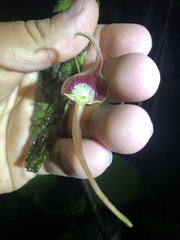 Pleurothallis ruberrima