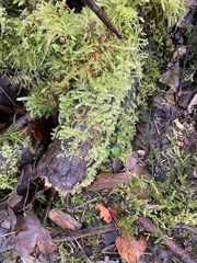 Brachythecium rutabulum