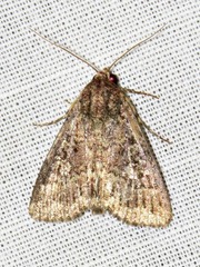 Pandesma robusta