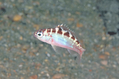 Chalk Bass photo 5