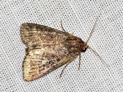Pandesma robusta