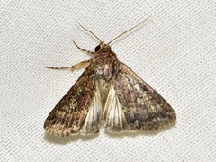 Pandesma robusta