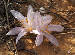 Colchicum ritchii
