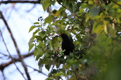 Turdus merula