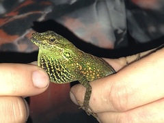 Anolis aequatorialis