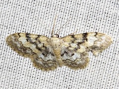 Idaea fumilinea