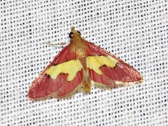 Bostra xanthorhodalis