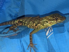 Anolis aequatorialis