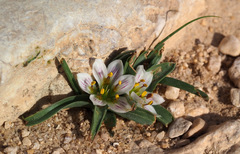 Colchicum palaestinum