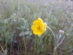 Ranunculus cardiophyllus