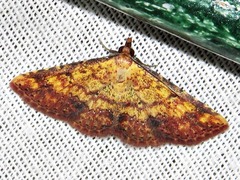 Cerynea thermesialis