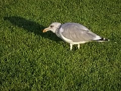 Larus californicus