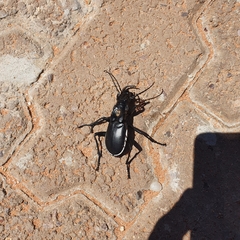 Anthia circumscripta