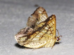 Chiasmia streniata