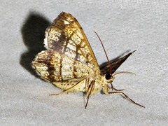 Chiasmia streniata