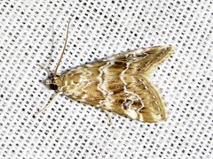 Hellula undalis