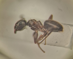 Lasius platythorax