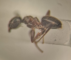 Lasius platythorax