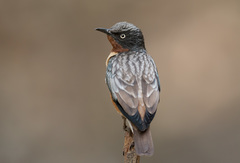 Saroglossa spilopterus