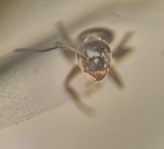 Lasius platythorax