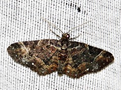 Melanthia ustiplaga