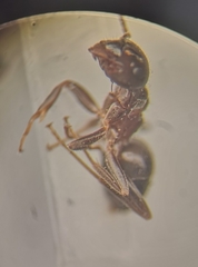 Lasius platythorax