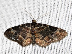 Melanthia ustiplaga