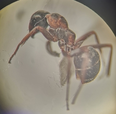 Formica cunicularia