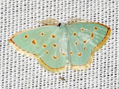 Comostolopsis stillata