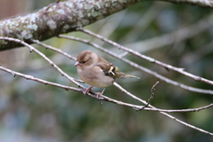 Fringilla coelebs