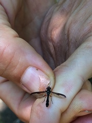 Pelecinobaccha costata