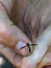 Pelecinobaccha costata